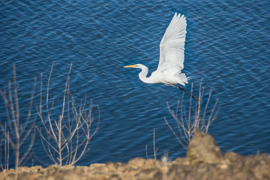Flying heron on the lake Bacurato