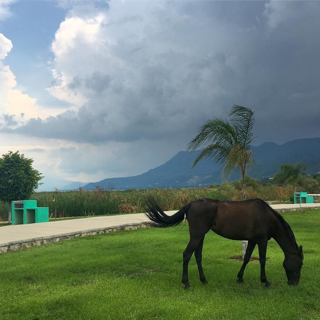 Horse in Sierra de San Juan Cosala National Park